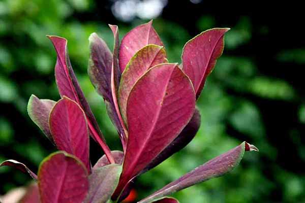 تعویض گلدان گیاه فردوس